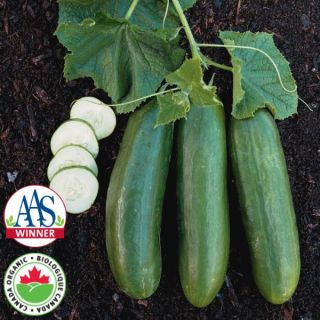 Straight Eight Organic Cucumber Thumbnail